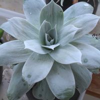 ダドレア,タニラー,ダドレア属,その他部屋の画像