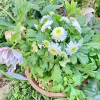 マトリカリア,花のある暮らし,GSに感謝。,平和を願う☆,わんこと暮らすの画像