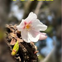 ソメイヨシノ,ウツボカズラ,ウツボカズラ,手乗りハス　暁天,手乗りハス　暁天の画像