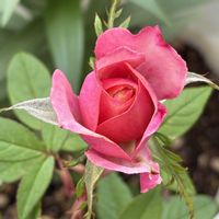 サツキ,タマラコルダナ,バラ、薔薇、ばら,ボルドーコルダーナ,花のある暮らしの画像