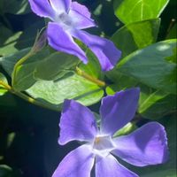 ツルニチニチソウ,小さい庭,平和を願う,青い花マニア,頑張ろう日本❣️の画像