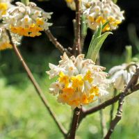 コデマリ,ミツマタ,今日のお花の画像