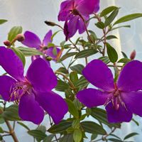 シコンノボタン,ハイビスカス,感謝,いつもありがとう♡,花日記の画像