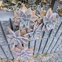 マンリョウ,朧月(おぼろづき),ドラセナ レインボー,ドラセナ・コンシンネ・レインボーの画像