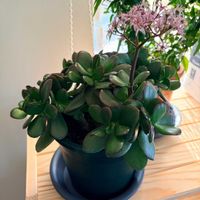 金のなる木,多肉植物,多肉初心者,金のなる木(花月),多肉植物のある暮らしの画像