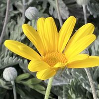 ユリオプスデージーの画像