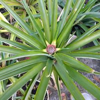 パイナップル,裏庭,家庭菜園の画像