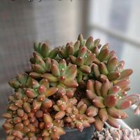 千代田の松,コンパクツム,紅稚児,クリスマスイブ,多肉植物の画像