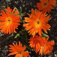 マツバギク,癒し,花のある暮らし,応援花❤️,❤️M.family❤️の画像