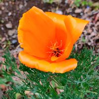 ハナビシソウ,ハナビシソウ,オレンジ色の花,ご近所散歩の画像