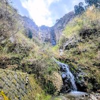 ミツマタ,苔(コケ),ミツマタ(三椏),お花,今日の花の画像