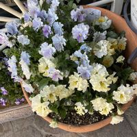 スイートアリッサム ,ビオラ　エッグタルト,パンジー シエルブリエ,ヌーヴェルヴァーグ　ラピスラズリ,神戸べっぴんさんビオラ ブルージャスミンの画像