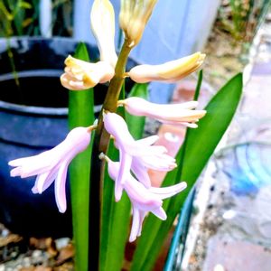 アプローチの画像