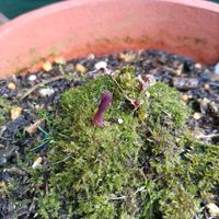 タイツリソウ,タイツリソウ（ケマンソウ）,紫紺色,自宅園芸,地道投稿の画像