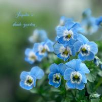 パンジー・ビオラ,茉莉花,神戸べっぴんさんビオラ,ナチュラルガーデン,ジャンクガーデンの画像