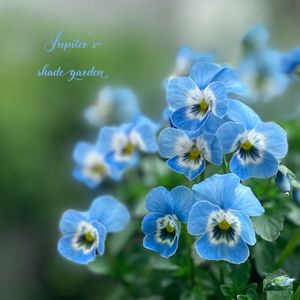 パンジー・ビオラ,茉莉花,神戸べっぴんさんビオラ,ナチュラルガーデン,ジャンクガーデンの画像