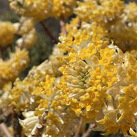 ミツマタ,修善寺寒桜,チョウジガマズミ,いつもありがとう♡,今日のお花の画像
