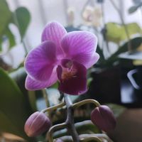 バオバブ,シンニンギア,ミディ胡蝶蘭,シンニンギア 断崖の緋牡丹,植中毒の画像