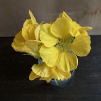 ハーブ,いつもありがとう♡,ありがとう,春の訪れ,ハーブガーデンの画像