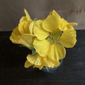 ハーブ,いつもありがとう♡,ありがとう,春の訪れ,ハーブガーデンの画像