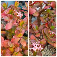 花月,金のなる木,ドドランタリス,ドドランタレ,多肉植物の画像