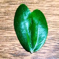 オリーブ,葉っぱ,ハートの形,花のある暮らし,旅行先の画像