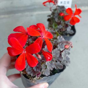 ゼラニウム,ゼラニウム黒雲竜,ゼラニウム黒雲竜,古典ゼラニウム　黒雲龍,ガーデニングの画像