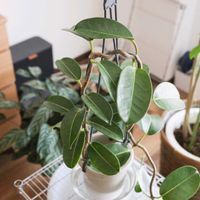 マダガスカルジャスミン,マダガスカルジャスミン,観葉植物,室内組の画像