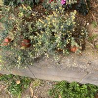 ロータスブリムストーンの画像