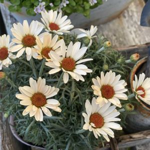 ローダンセマム,花のある暮らし,緑のある暮らし,ナチュラルスタイル,繋がりに感謝✨の画像