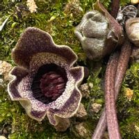 カンアオイ,カンアオイの花,カンアオイ類,庭の画像