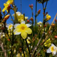 黄梅,雪柳,河津桜,干し柿,寒咲アヤメの画像