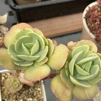 月美人,メビナ,シテリナ,ピーチブリデ,プリリンぜアナの画像