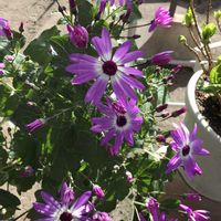 オーニソガラム,オレガノ,葉牡丹,フキ,ラベーンダーの画像