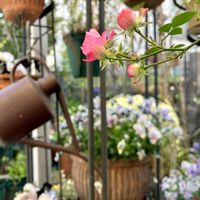 クリスマスローズ,ハートカズラ,パンジー・ビオラ,パンジー・ビオラ,ローズマリーの画像