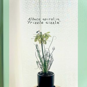 ガステリア・グロメラータ,アルブカ スピラリス フリズルシズル,フリズルシズル,Maceta☆,ガステリア属の画像