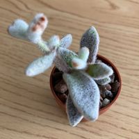 カランコエウェンディの画像