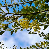 ミモザ,サフィニア,三角葉アカシヤ,いつもありがとう,スピッツと一緒の画像