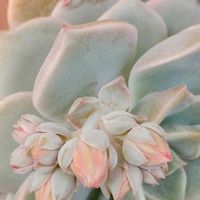 黄麗,八千代,雅楽の舞,月の王子,黒兎耳の画像