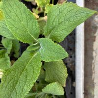 ジギタリスの画像