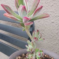 ハムシーの画像