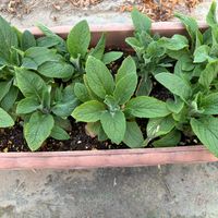 ジギタリスの画像