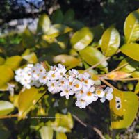 シャリンバイ,タケ,さくら 桜 サクラ,映画の話の画像