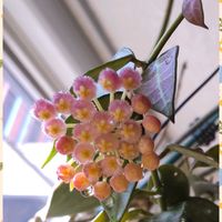 ホヤ・カルノーサ,ホヤ・ロシータ,ホヤ プビカリクス  シルバーピンク,ホヤ　レベッカ,ホヤいろいろの画像