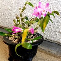 セッコク,セッコク 京紅,ラン科,石斛,京紅の画像