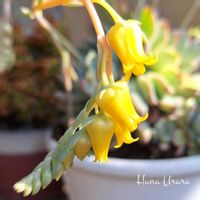 花うらら,黄色の花,キュンキュン乙女倶楽部,しぞーか勢,バラと夢CLUBの画像