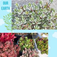 ブロウメアナ,レモータ,南十字星,ミルキーウェイ,紅葉祭りの画像