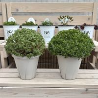 カリブラコア,スーパーベル,鉢植え,花のある暮らし,花のある生活の画像