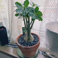 アデニウム,花のある暮らし,お花のある生活,スマホ撮影,お花の気持ちの画像