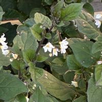 ドクダミの画像